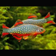 Rasbora Galaxy - Imagen 2
