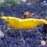 Yellow Golden Back