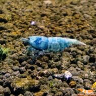 Deep Blue Bolt - Imagen 2