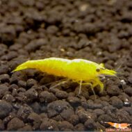 Yellow Golden Back - Imagen 2