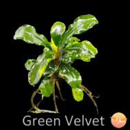 Buce.  Green Velvet