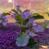 Buce.  Green Velvet - Imagen 2