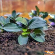 Buce. Theia Green - Imagen 2