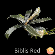 Buce. Biblis Red