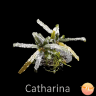Buce. Catherine