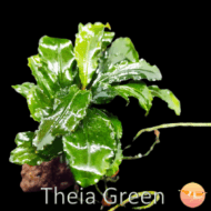 Buce. Theia Green