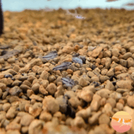 Corydora Pigmea - Imagen 3