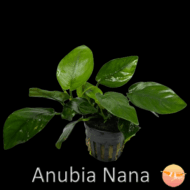 Anubia Nana Var. Nana