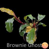 Buce. Brownie Ghost