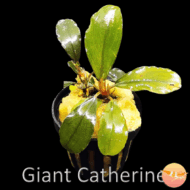 Buce. Giant Catherinae