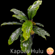 Buce. Kapuas hulu