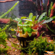 Buce. Melawi fine edge - Imagen 2