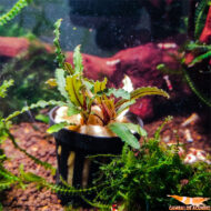 Buce. Red Scorpio - Imagen 2