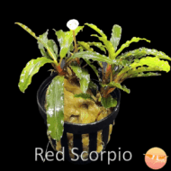 Buce. Red Scorpio