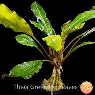 B. Theia Green big leaves