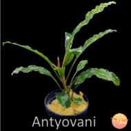 Buce. Antyovani