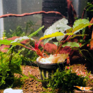 Buce. Brownie Ghost - Imagen 2