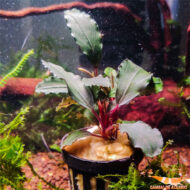 Buce. Brownie Metallica - Imagen 2