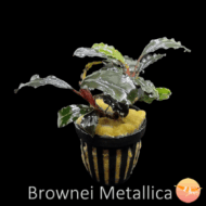 Buce. Brownie Metallica