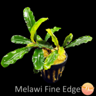 Buce. Melawi fine edge