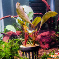 B. Theia Green big leaves - Imagen 2