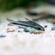 Corydora Pigmea - Imagen 2
