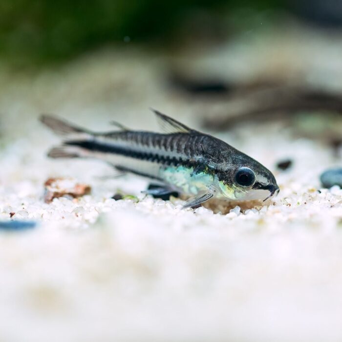 Corydora Pigmea - Imagen 2
