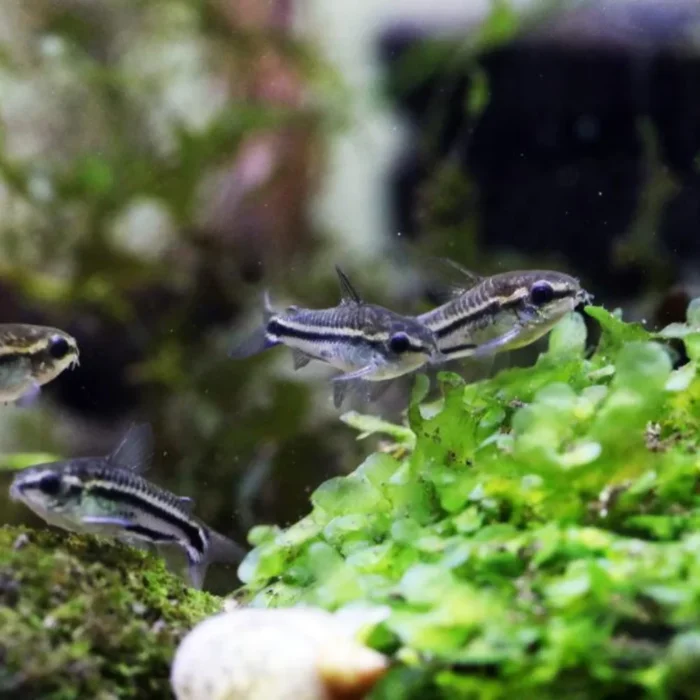 Corydora Pigmea - Imagen 1
