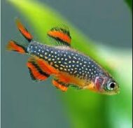 Rasbora Galaxy