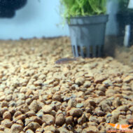 Rasbora Galaxy - Imagen 3