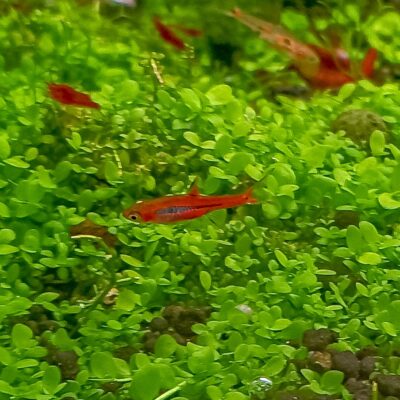 Boraras Brigittae