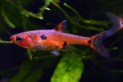 Boraras Maculata