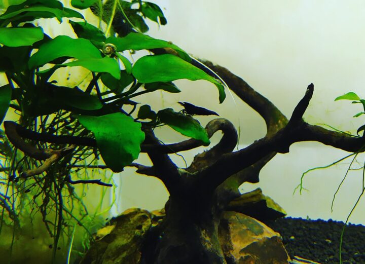BKK Gambasdeacuario.com