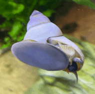 Caracol Mago Blanco