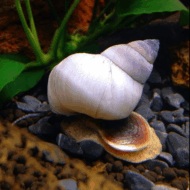 Caracol Mago Blanco - Imagen 2
