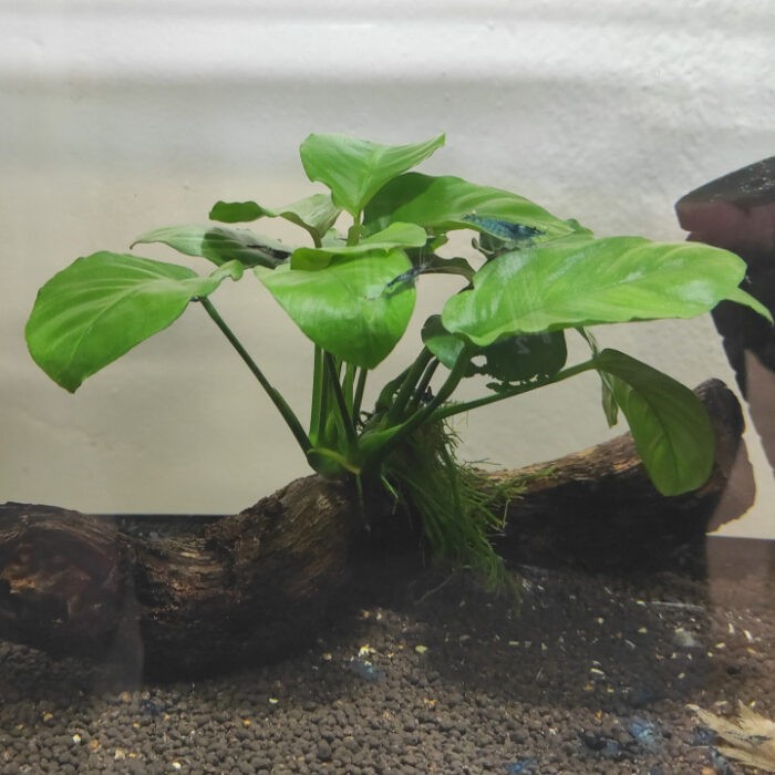 Anubia surtida - Imagen 1