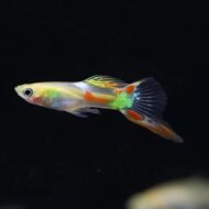 endler calico
