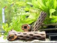 LSF Tronco de cholla 1 u. - Imagen 4