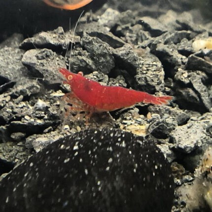 Neocaridina Red Sakura OE