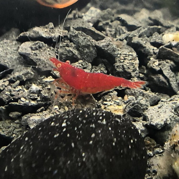 Neocaridina Red Sakura OE