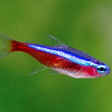 tetra cardenal