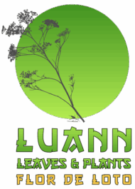 LSF Flor de Loto 2 u. - Imagen 2