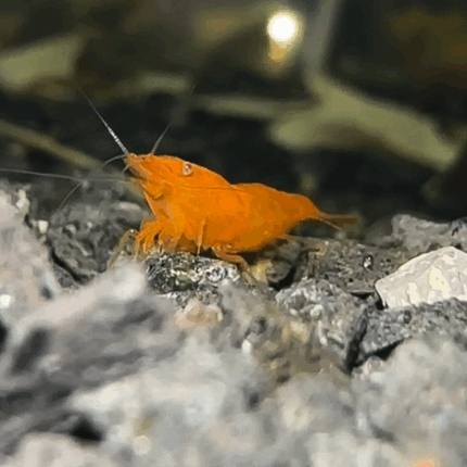 neocaridina orange sakura oe