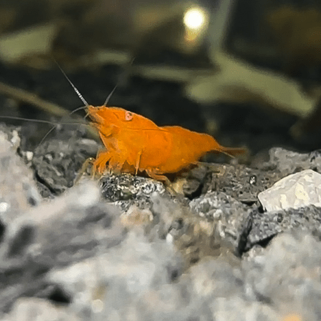 neocaridina orange sakura oe