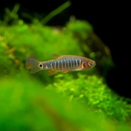 rasbora esmeralda