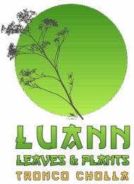 LSF Tronco de cholla 1 u. - Imagen 3