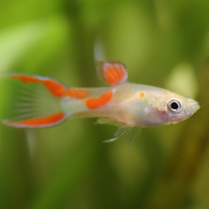 endler calico