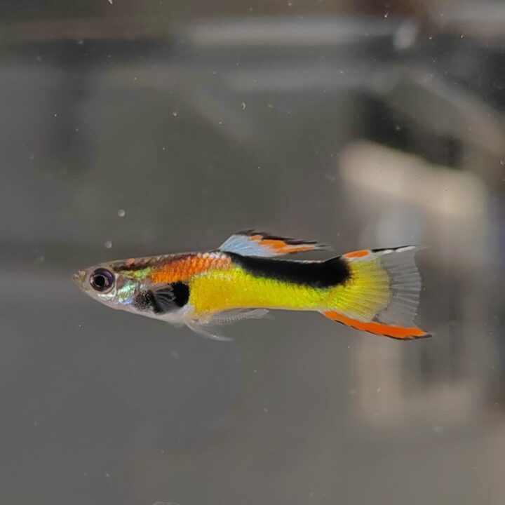 endler saddleback