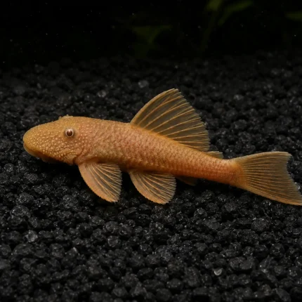 ancistrus L144 super red