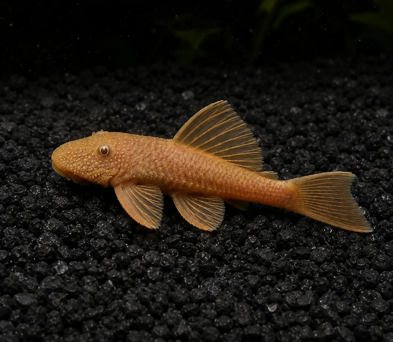 ANCISTRUS_L144_SUPER_RED ancistrus L144 super red